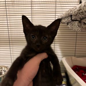 Deputy Williams - JM Domestic Short Hair Cat