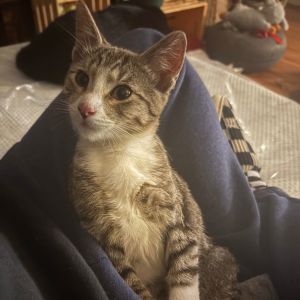 Meet Kevin-a fearless little lovebug with a lions heart and a teddy bears soul Rescued from the s