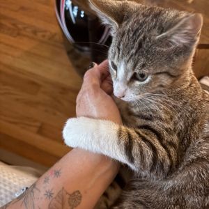 Meet Kevin-a fearless little lovebug with a lions heart and a teddy bears soul