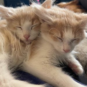 Currently only taking applications to adopt Denim  Linen as a Bonded Pair Meet the Cozy Crew Deni