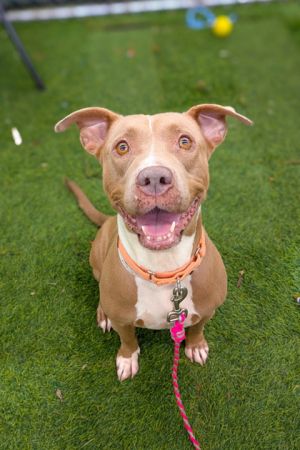 Frittata, Adult Female Mixed Breed