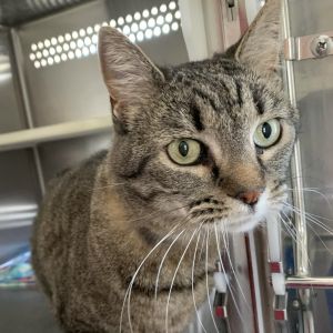 Lulu, Adult Female Domestic Short Hair