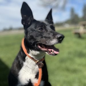 Hi there - My name is Sherlock I love to snuggle up on the couch or we can soak in