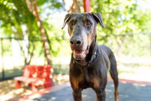 Judge, Senior Male Doberman Pinscher
