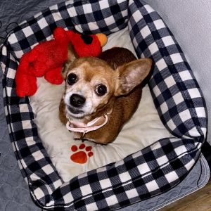 Gigi, Adult Female Chihuahua