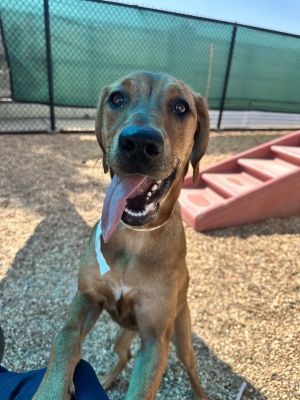 Meet Lady a young canine companion who is bursting with energy and love Her sweetness is as undeni