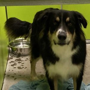 Rocky Road is bonded with Tiffin Pie and must be adopted together