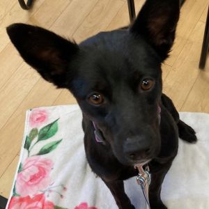 Amber arrived at our shelter as an owner surrender with a litter of puppies Her puppies thankfully 