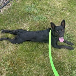 Amber arrived at our shelter as an owner surrender with a litter of puppies Her puppies thankfully 