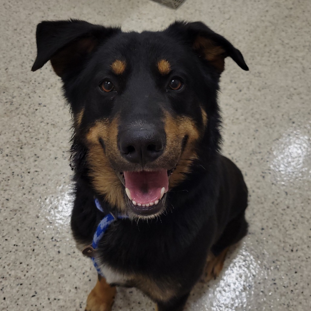 Maximus