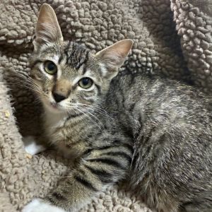 Stagecoach Domestic Short Hair Cat
