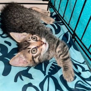 Say hello to Kami a sweet and spirited little kitten with a heart full of love 