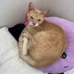 Meet Lazlo the ultimate cuddle bug with a heart as warm as his purrs This char