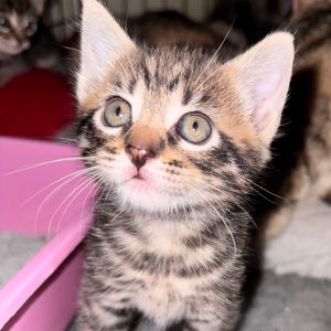 Meet Keira a little bundle of joy with a big personality This adorable wide-e