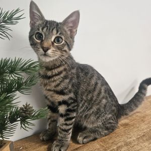 Meet Street the high-energy dynamo He is the only boy in his litter of seven a