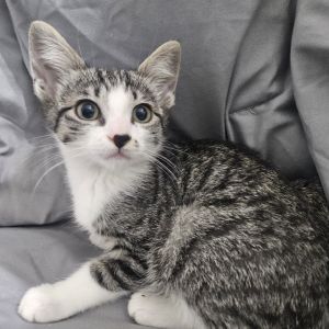 Meet EDC a curious little cutie who might start off a bit shy but with a littl