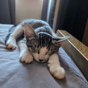 Meet EDC a curious little cutie who might start off a bit shy but with a littl