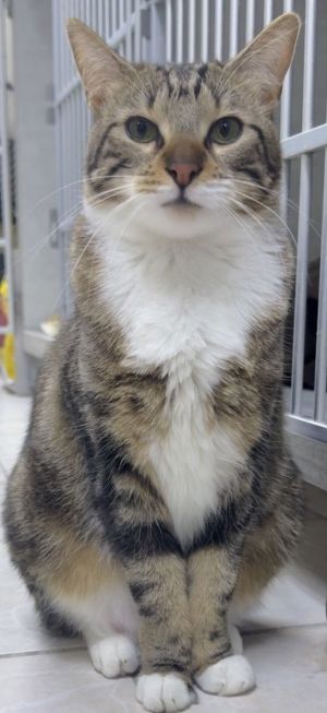 Maple Manx Cat