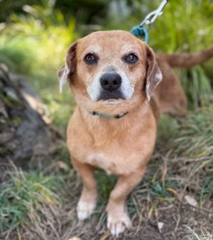 All of our dogs are spayedneutered shots current DHPP Bordetella and Rabies where applicable d