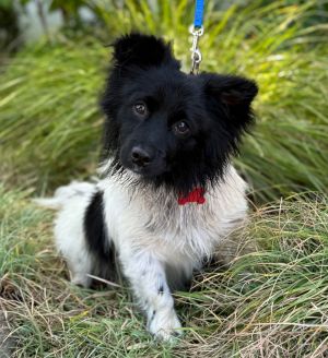 All of our dogs are spayedneutered shots current DHPP Bordetella and Rabies where applicable d