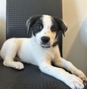 All of our dogs are spayedneutered shots current DHPP Bordetella and Rabies where applicable d