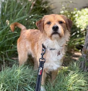 All of our dogs are spayedneutered shots current DHPP Bordetella and Rabies where applicable d