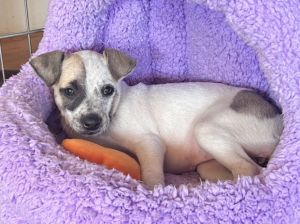 All of our dogs are spayedneutered shots current DHPP Bordetella and Rabies where applicable d