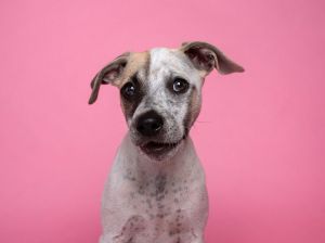 All of our dogs are spayedneutered shots current DHPP Bordetella and Rabies where applicable d