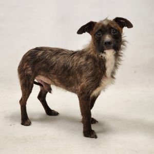 Grizzly, Adult Male Terrier