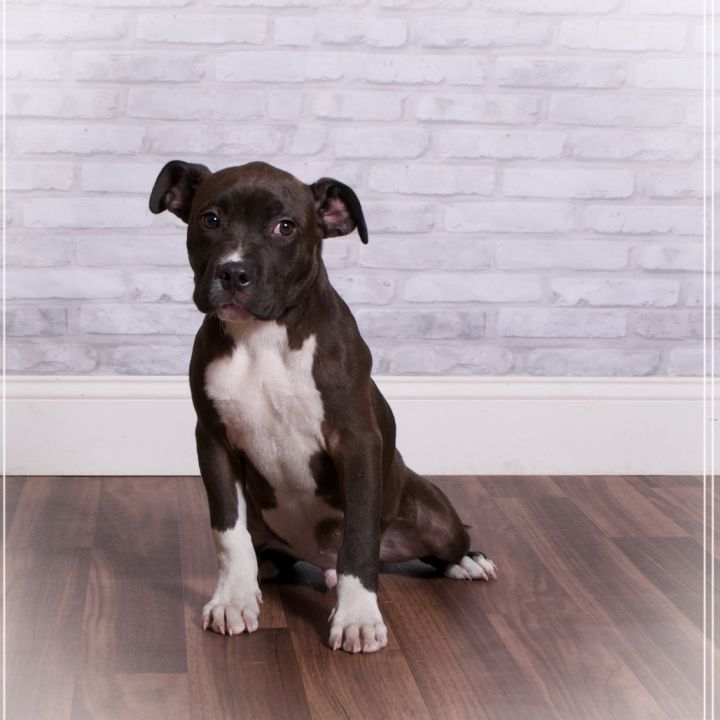 Darla 1