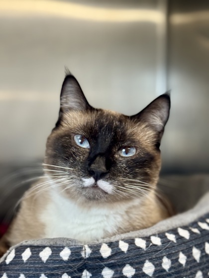 Gracie, an adoptable Domestic Short Hair in Rhinelander, WI, 54501 | Photo Image 1