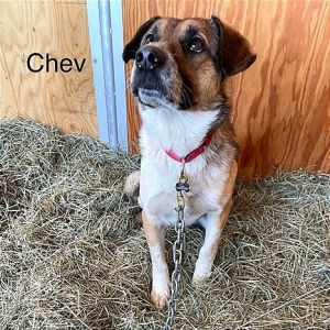 Chev