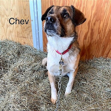 Chev 1