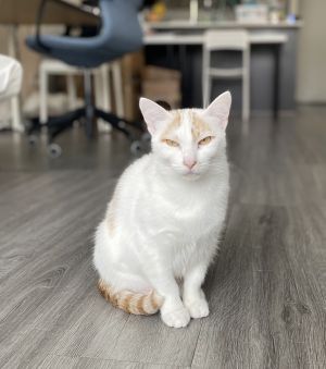 Priscilla