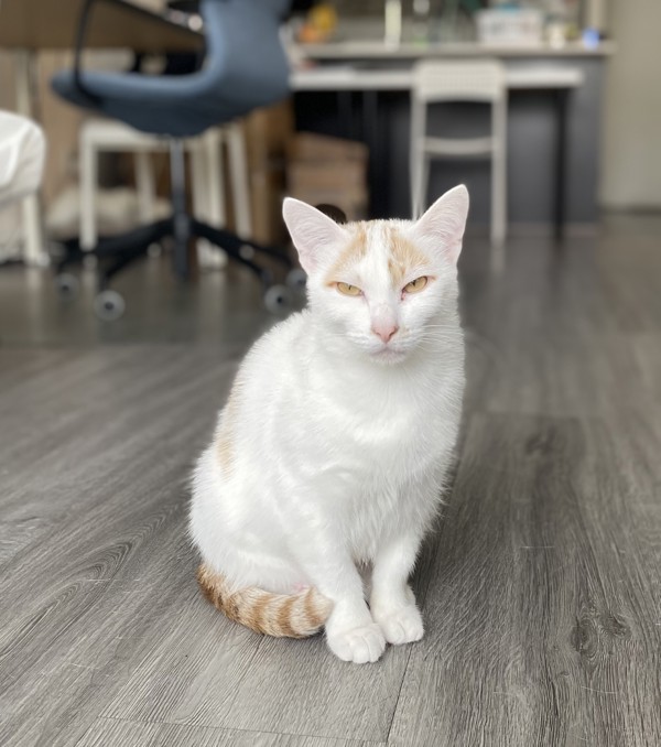 Priscilla