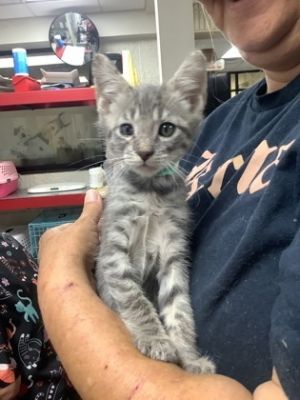 Stone (16), Adult Male Domestic Short Hair