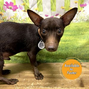 John-David, Adult Male Chihuahua