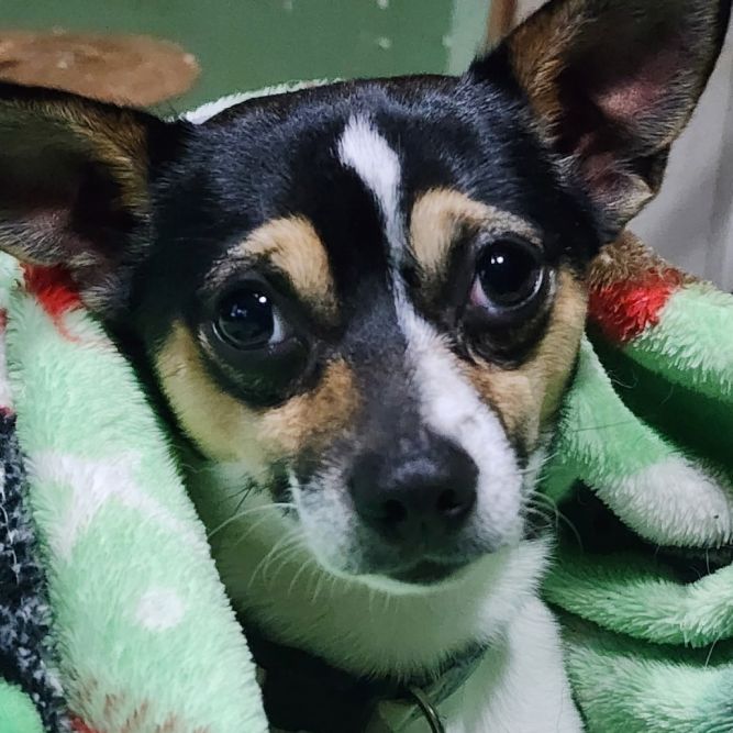 Chico