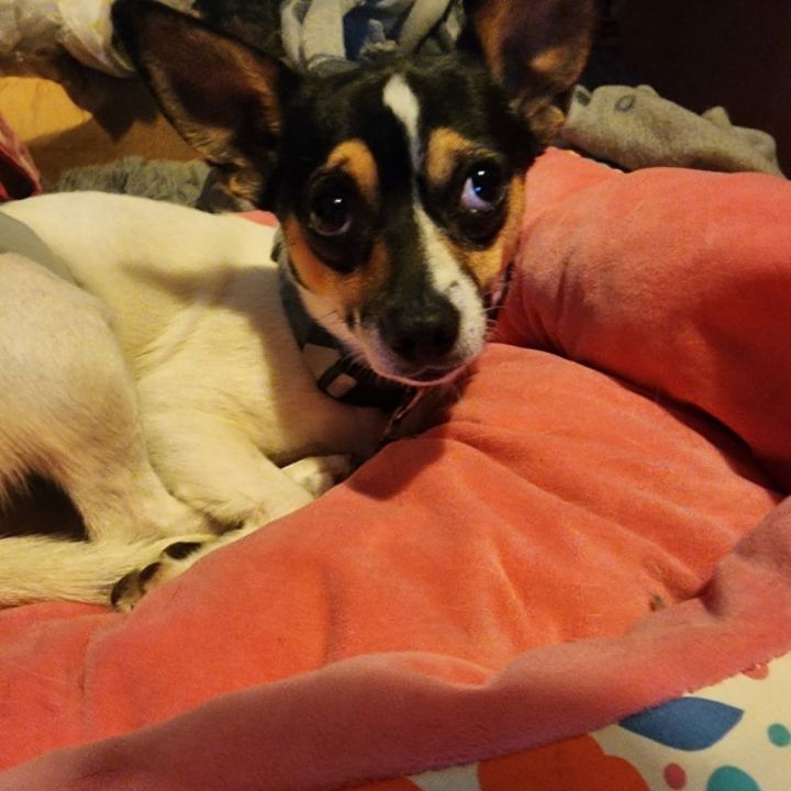Chico 3