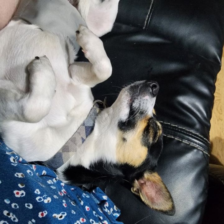 Chico 5