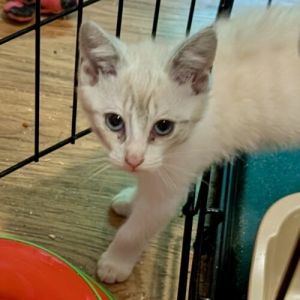 Sangria was living between a chicken coop and corn rows She loves her cat tree and toys and is a