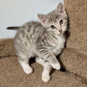 Im a spotted gray cat with white feet Im fast and lean and love to climb and play on my