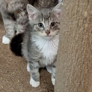 Im the big brother of my litter Im the bravest and will explore anything new I was rescued from 