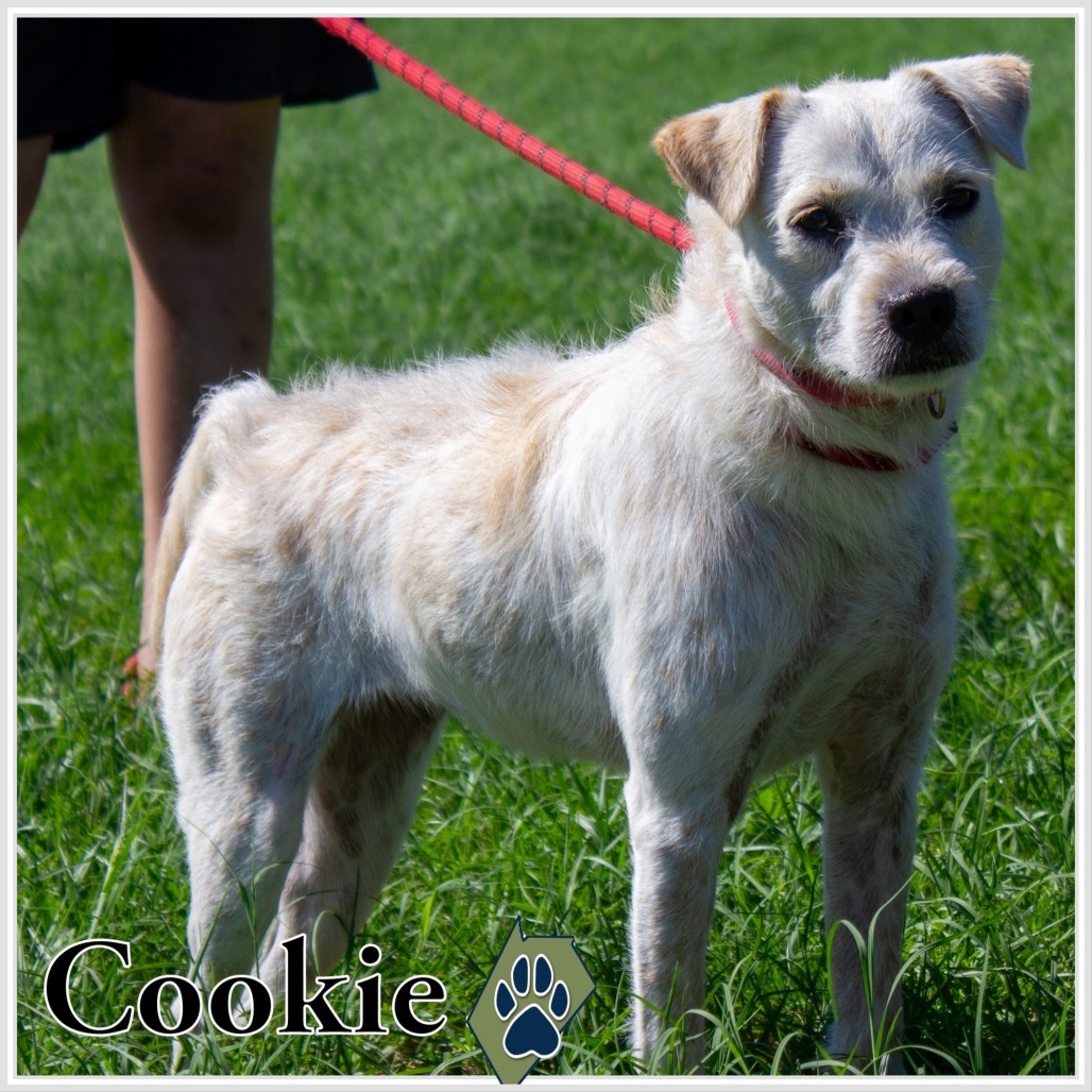 Cookie