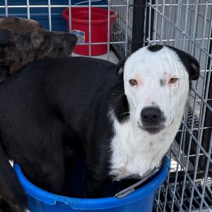 Jax, Adult Male Pit Bull Terrier