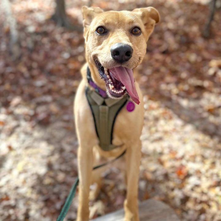 Savannah 4