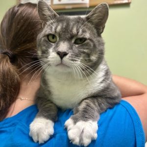 Goliath, Adult Male Domestic Short Hair