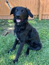 Bear (Puppy) photo 1
