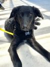 Bear (Puppy) photo 5