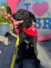 Bear (Puppy) photo 6